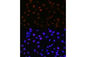 Immunofluorescence analysis of NIH/3T3 using SMC3 antibody (ABIN7270616) at dilution of 1:100. (SMC3 antibody)
