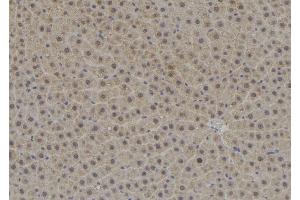 ABIN6278774 at 1/100 staining Rat liver tissue by IHC-P. (TPD52L3 antibody  (N-Term))