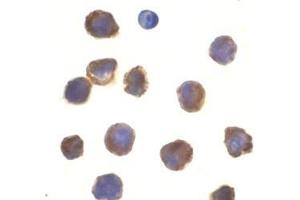 Immunocytochemistry of TLR3 in K562 cells with this product at 10 μg/ml. (TLR3 antibody  (N-Term))