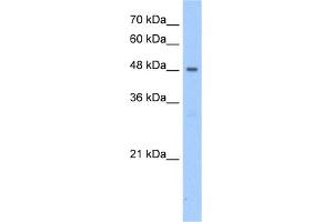WB Suggested Anti-PNPLA5 Antibody Titration:  2. (PNPLA5 antibody  (N-Term))