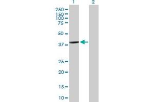 Western Blot analysis of BCL2L12 expression in transfected 293T cell line by BCL2L12 MaxPab polyclonal antibody. (BCL2L12 antibody  (AA 1-333))