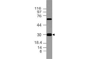 Image no. 1 for anti-Corticotropin-Like Intermediate Peptide (CLIP) (AA 156-176) antibody (ABIN5027659) (CLIP antibody  (AA 156-176))