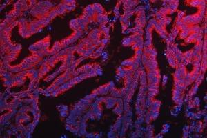 IF analysis of TTC7B using anti-TTC7B antibody (ABIN7601050). (TTC7B antibody  (AA 275-730))