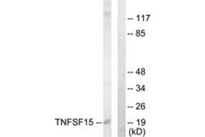 Western blot analysis of extracts from COLO205 cells, using TNFSF15 Antibody. (TNFSF15 antibody  (AA 181-230))