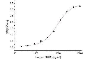 Activity Assay (AcA) image for Solute Carrier Family 3 (Activators of Dibasic and Neutral Amino Acid Transport), Member 2 (SLC3A2) (AA 206-630) (Active) protein (His tag) (ABIN7607280)