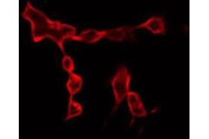 ABIN6266779 staining RAW264. (DUSL2 antibody  (C-Term))