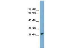 Image no. 1 for anti-Killer Cell Lectin-Like Receptor Subfamily C, Member 3 (KLRC3) (N-Term) antibody (ABIN6743355) (KLRC3 antibody  (N-Term))
