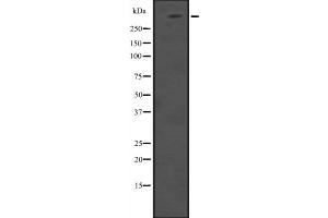 Western blot analysis of HUWE1 expression in 293T whole cell lysate ,The lane on the left is treated with the antigen-specific peptide. (HUWE1 antibody  (Internal Region))