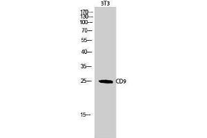 Western Blotting (WB) image for anti-CD9 (CD9) (Internal Region) antibody (ABIN3183791)