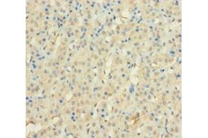 Immunohistochemistry of paraffin-embedded human adrenal gland tissue using ABIN7175017 at dilution of 1:100 (C12orf49 antibody  (AA 34-205))