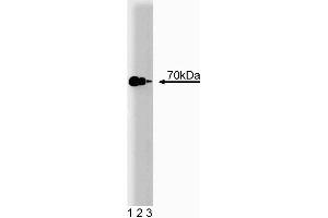 Western blot analysis of Hsp70 on a HeLa cell lysate (Human cervical epitheloid carcinoma, ATCC CCL-2. (HSP70 antibody  (AA 429-640))
