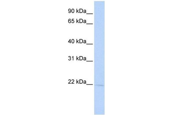 RER1 antibody