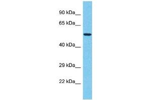 Western Blotting (WB) image for anti-T-Box 20 (TBX20) (C-Term) antibody (ABIN2792050)