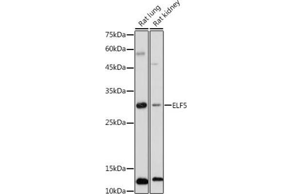 ELF5 抗体  (AA 1-170)