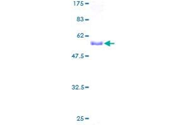 PSMA1 Protein (AA 1-263) (GST tag)