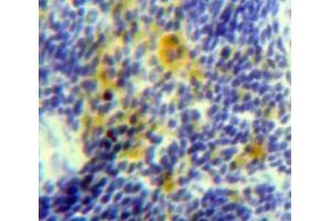 IHC-P analysis of Spleen tissue, with DAB staining. (IL-15 antibody  (AA 48-162))