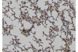 ABIN6273157 at 1/100 staining Mouse lung tissue by IHC-P.