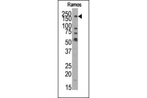 Image no. 1 for anti-Lysine (K)-Specific Demethylase 3B (KDM3B) (N-Term) antibody (ABIN356557) (KDM3B antibody  (N-Term))