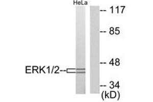 Western blot analysis of extracts from HeLa cells, using p44/42 MAPK Antibody. (ERK1/2 antibody  (AA 330-379))