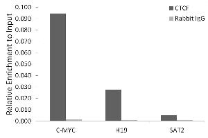 Chromatin immunoprecipitation analysis of extracts of HeLa cells, using CTCF antibody (ABIN3021506, ABIN3021507, ABIN3021508 and ABIN6215164) and rabbit IgG. (CTCF antibody  (AA 1-260))