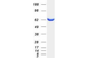 Myotubularin Related Protein 9 (MTMR9) protein (Myc-DYKDDDDK Tag)