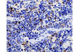 Immunohistochemistry analysis of paraffin-embedded mouse spleen using CD284 Monoclonal Antibody at dilution of 1:400. (TLR4 antibody)