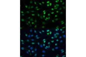 Immunofluorescence (IF) image for anti-Tripartite Motif Containing 28 (TRIM28) (AA 576-835) antibody (ABIN1683037)