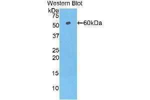 Western Blotting (WB) image for anti-Telomeric Repeat Binding Factor (NIMA-Interacting) 1 (TERF1) (AA 148-428) antibody (ABIN1860695) (TRF1 antibody  (AA 148-428))