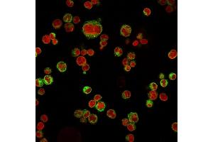 Immunofluorescence (IF) image for anti-HLA-DR-gamma (CD74) antibody (ABIN6941253)