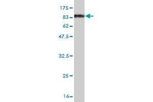 Western Blot detection against Immunogen (83. (OXSR1 antibody  (AA 1-527))