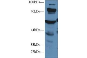 Western blot analysis of Mouse Liver lysate, using Human PCCa Antibody (1 µg/ml) and HRP-conjugated Goat Anti-Rabbit antibody (