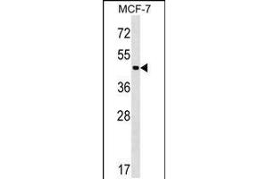 Western blot analysis in MCF-7 cell line lysates (35ug/lane). (ZBTB12 antibody  (C-Term))