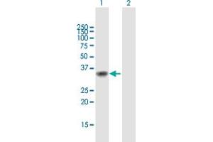 Western Blot analysis of MEOX1 expression in transfected 293T cell line by MEOX1 MaxPab polyclonal antibody.