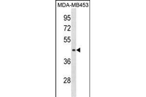 ALG8 Antibody (N-term) (ABIN1539057 and ABIN2850016) western blot analysis in MDA-M cell line lysates (35 μg/lane). (ALG8 antibody  (N-Term))