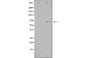 SLC28A2 antibody  (Internal Region)