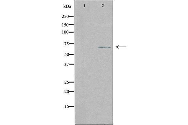 SLC28A2 antibody  (Internal Region)