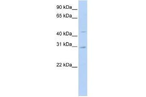 SLC10A4 antibody used at 1 ug/ml to detect target protein. (SLC10A4 antibody)