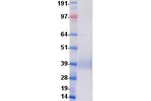 Validation with Western Blot
