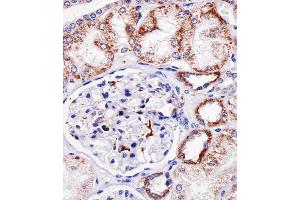 Immunohistochemical analysis of paraffin-embedded H. (Granulin antibody  (C-Term))