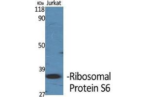 Western Blot (WB) analysis of specific cells using Ribosomal Protein S6 Polyclonal Antibody. (RPS6 antibody  (Thr826))