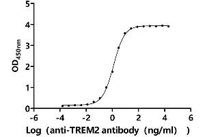 Measured by its binding ability in a functional ELISA.