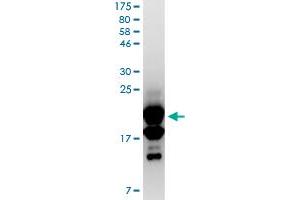 Image no. 2 for Tumor Necrosis Factor (Ligand) Superfamily, Member 18 (TNFSF18) (AA 50-177) protein (His-DYKDDDDK-Strep II Tag) (ABIN1323240)