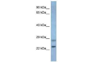 Western Blot showing Neurog3 antibody used at a concentration of 1. (Neurogenin 3 antibody  (Middle Region))