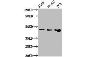 Western Blot Positive WB detected in: A549 whole cell lysate, HepG2 whole cell lysate, PC-3 whole cell lysate All lanes: WNT7B antibody at 2. (WNT7B antibody  (AA 120-349))