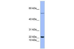 Glucagon antibody used at 1 ug/ml to detect target protein. (Glucagon antibody  (Middle Region))