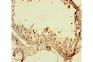 Immunohistochemistry of paraffin-embedded human testis tissue using ABIN7163928 at dilution of 1:100 (KCNK16 antibody  (AA 259-309))