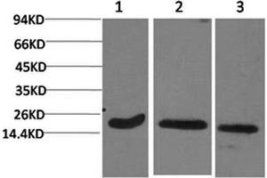 Western Blotting (WB) image for anti-Active CASP3 (active) antibody (ABIN5955568) (Active CASP3 (active) antibody)