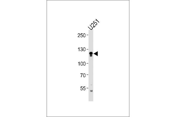 ECE2 antibody  (AA 551-579)