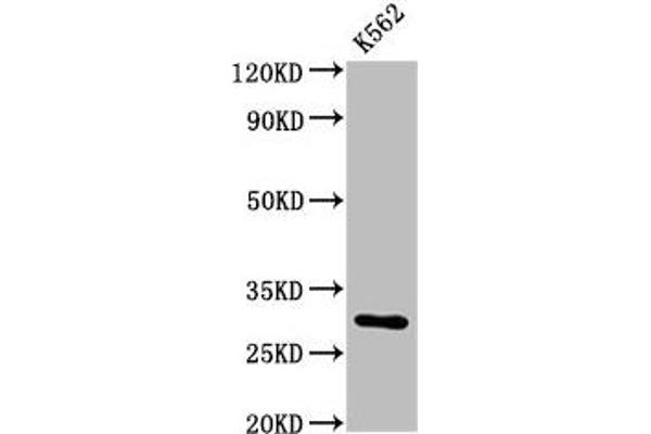 CLIC2 anticorps  (AA 53-247)