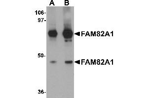 Western Blotting (WB) image for anti-Regulator of Microtubule Dynamics 2 (RMDN2) (N-Term) antibody (ABIN1031379) (FAM82A1 antibody  (N-Term))